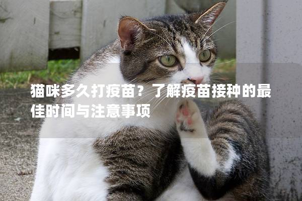貓咪多久打疫苗？了解疫苗接種的最佳時間與注意事項
