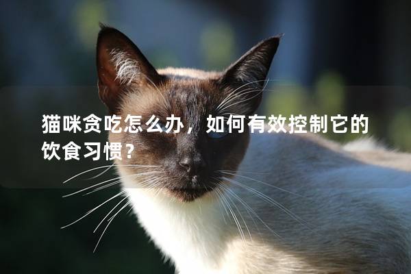 貓咪貪吃怎么辦，如何有效控制它的飲食習慣？