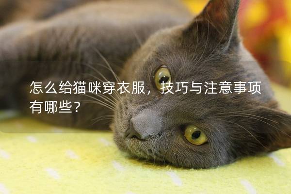 怎么給貓咪穿衣服，技巧與注意事項(xiàng)有哪些？