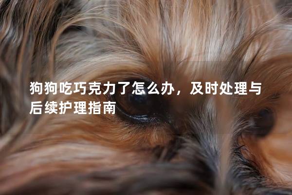 狗狗吃巧克力了怎么辦,及時處理與后續護理指南 狗狗吃巧克力了怎么辦,及時處理與后續護理指南