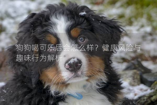 狗狗喝可樂(lè)后會(huì)怎么樣？健康風(fēng)險(xiǎn)與趣味行為解析