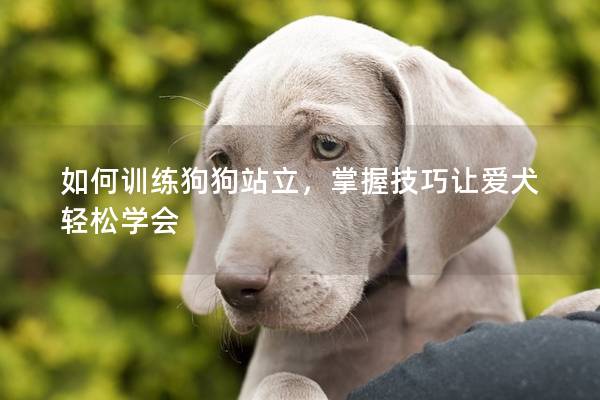 如何訓練狗狗站立，掌握技巧讓愛犬輕松學會