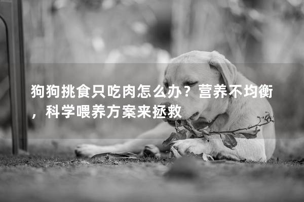 狗狗挑食只吃肉怎么辦？營養不均衡，科學喂養方案來拯救