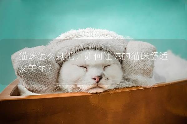 貓咪怎么剃毛，如何讓你的貓咪舒適又美麗？