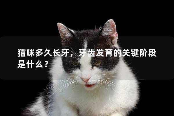 貓咪多久長牙，牙齒發育的關鍵階段是什么？