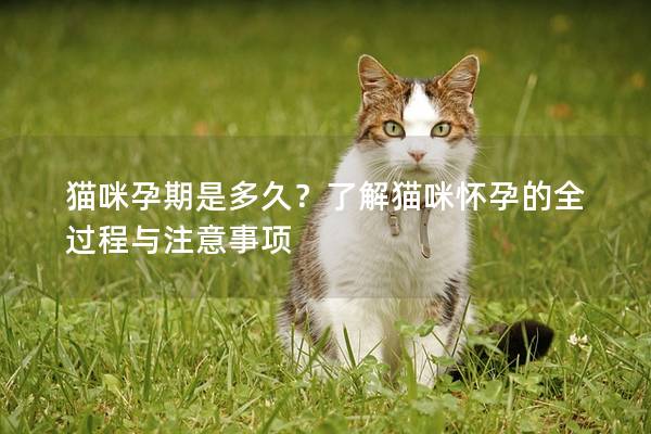 貓咪孕期是多久？了解貓咪懷孕的全過程與注意事項