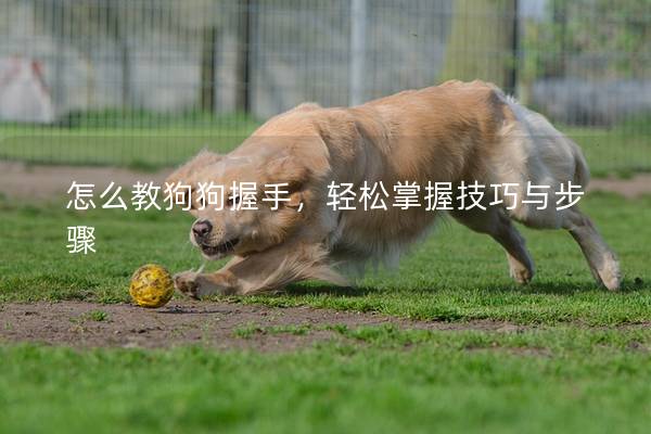 怎么教狗狗握手，輕松掌握技巧與步驟