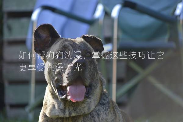 如何幫狗狗洗澡，掌握這些技巧讓它更享受洗澡時光