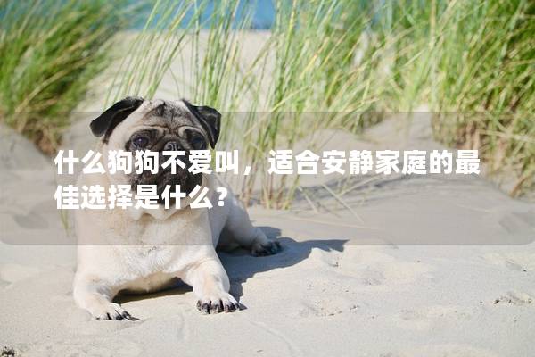 什么狗狗不愛叫,適合安靜家庭的最佳選擇是什么? 什么狗狗不愛叫,適合安靜家庭的最佳選擇是什么?
