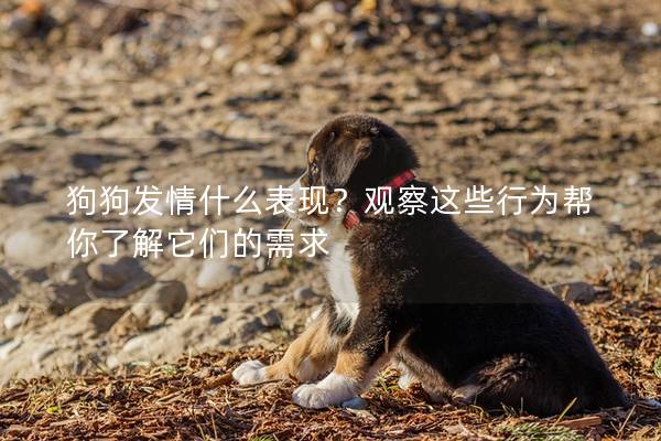 狗狗發(fā)情什么表現(xiàn)？觀察這些行為幫你了解它們的需求