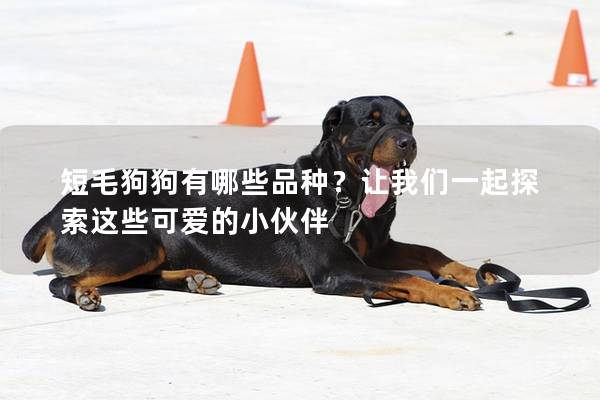 短毛狗狗有哪些品種？讓我們一起探索這些可愛的小伙伴