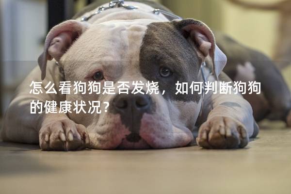 怎么看狗狗是否發燒，如何判斷狗狗的健康狀況？