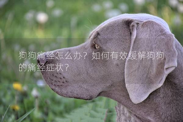 狗狗痛經(jīng)怎么辦？如何有效緩解狗狗的痛經(jīng)癥狀？