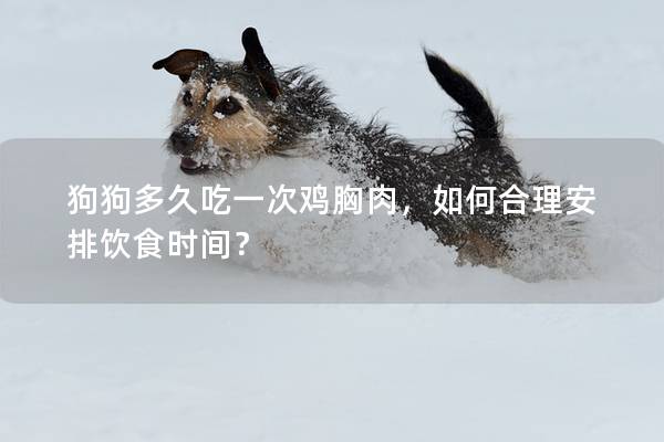 狗狗多久吃一次雞胸肉，如何合理安排飲食時間？