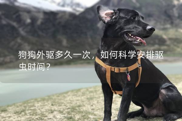 狗狗外驅多久一次，如何科學安排驅蟲時間？