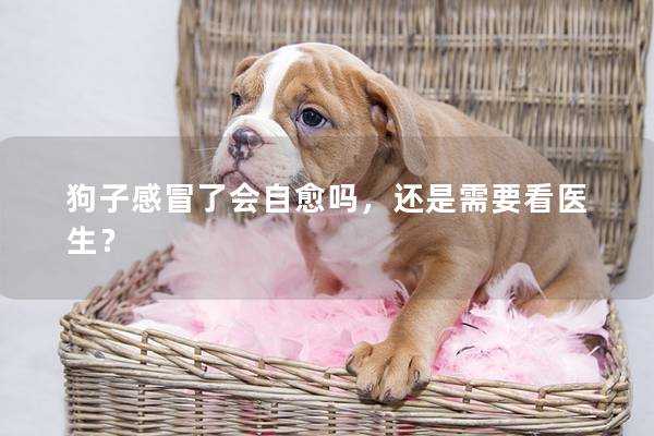 狗子感冒了會自愈嗎，還是需要看醫(yī)生？