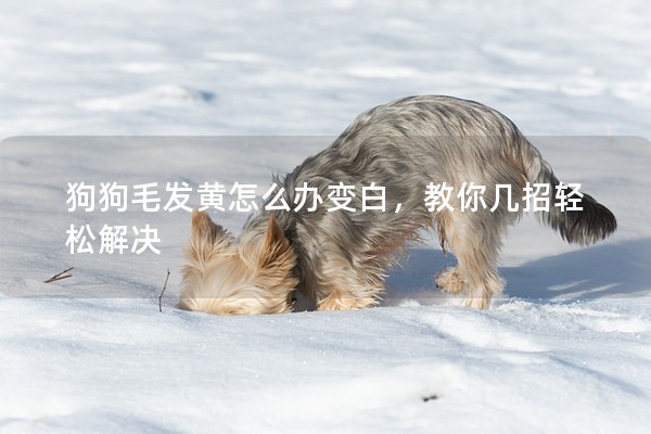 狗狗毛發黃怎么辦變白，教你幾招輕松解決