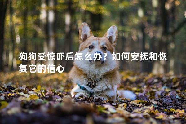 狗狗受驚嚇后怎么辦?如何安撫和恢復它的信心 狗狗受驚嚇后怎么辦?如何安撫和恢復它的信心