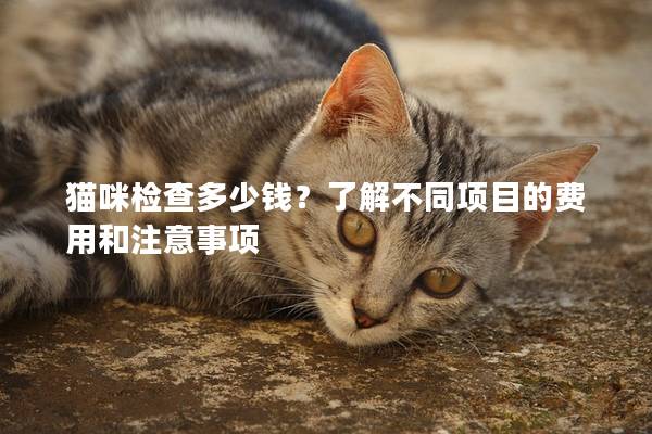 貓咪檢查多少錢？了解不同項目的費用和注意事項