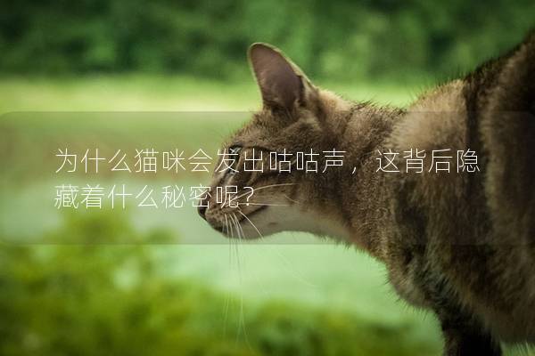 為什么貓咪會發(fā)出咕咕聲，這背后隱藏著什么秘密呢？