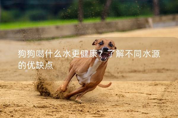 狗狗喝什么水更健康？了解不同水源的優(yōu)缺點(diǎn)