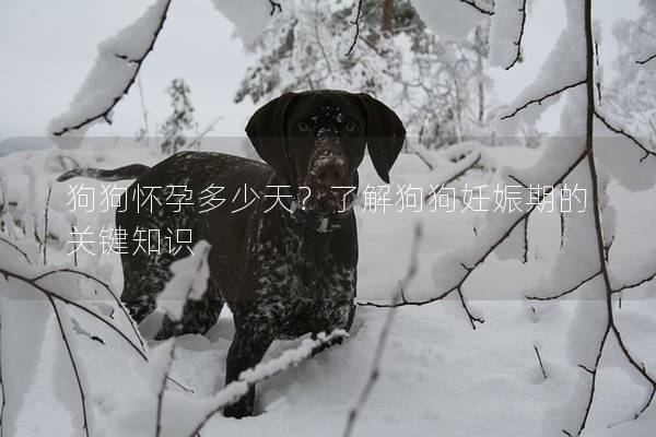 狗狗懷孕多少天?了解狗狗妊娠期的關鍵知識 狗狗懷孕多少天?了解狗狗妊娠期的關鍵知識