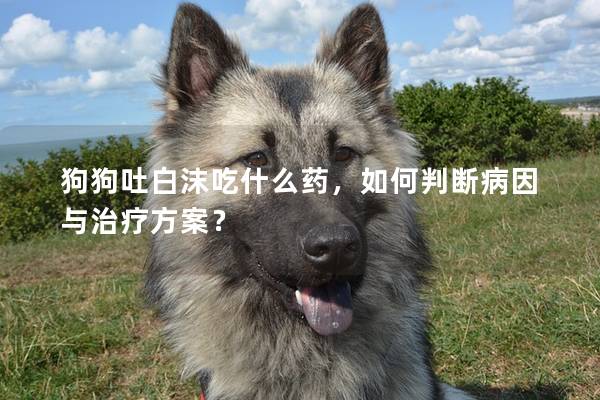 狗狗吐白沫吃什么藥，如何判斷病因與治療方案？