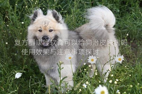復方酮康唑軟膏可以給狗治皮膚病嗎,使用效果與注意事項探討 復方酮康唑軟膏可以給狗治皮膚病嗎,使用效果與注意事項探討