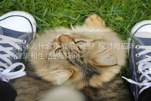 貓咪為什么不能帶鈴鐺？探討對貓咪健康和生活的影響