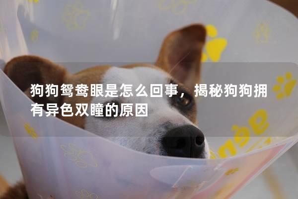 狗狗鴛鴦眼是怎么回事，揭秘狗狗擁有異色雙瞳的原因