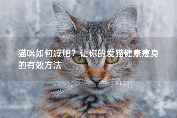 貓咪如何減肥？讓你的愛貓健康瘦身的有效方法