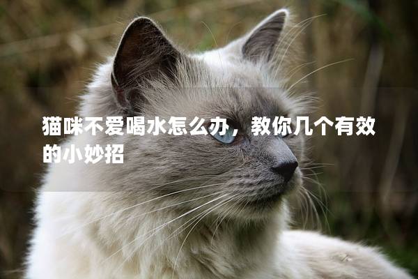 貓咪不愛喝水怎么辦，教你幾個有效的小妙招