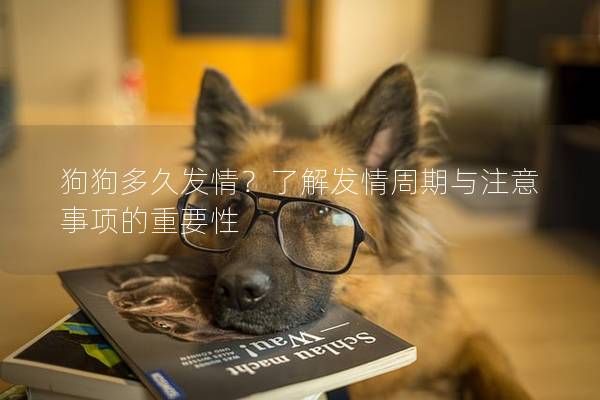 狗狗多久發情？了解發情周期與注意事項的重要性