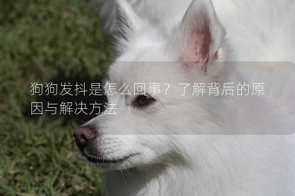 狗狗發抖是怎么回事？了解背后的原因與解決方法