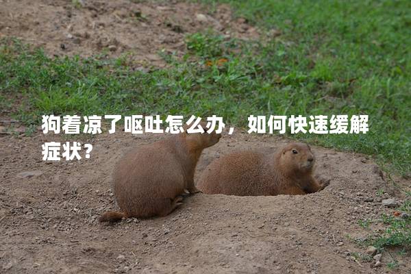 狗著涼了嘔吐怎么辦，如何快速緩解癥狀？