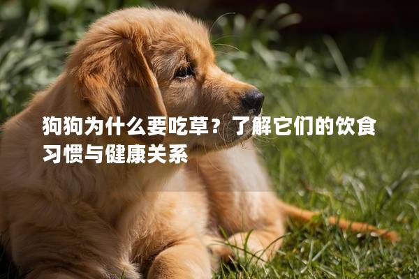 狗狗為什么要吃草？了解它們的飲食習慣與健康關系