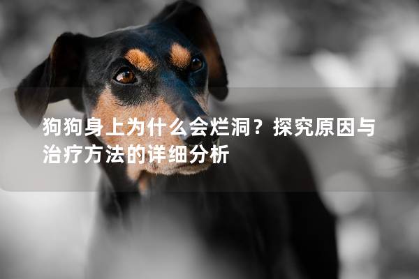 狗狗身上為什么會爛洞？探究原因與治療方法的詳細分析