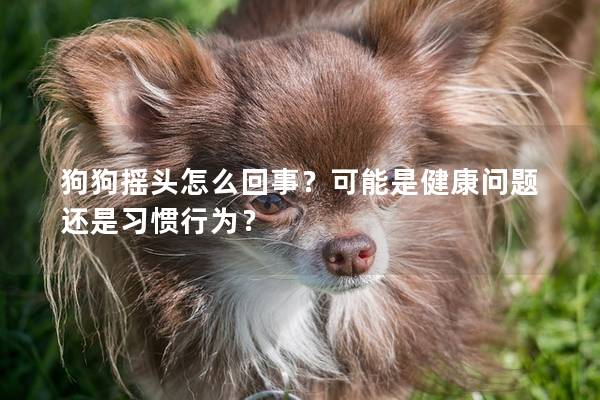 狗狗搖頭怎么回事？可能是健康問題還是習(xí)慣行為？