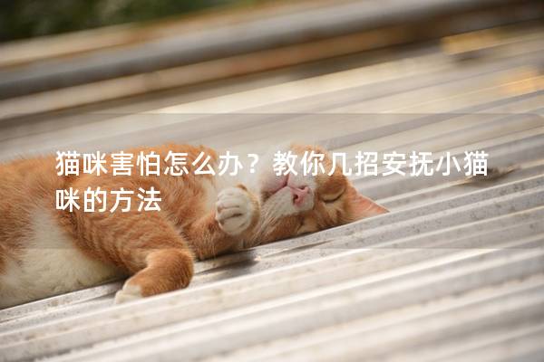 貓咪害怕怎么辦？教你幾招安撫小貓咪的方法