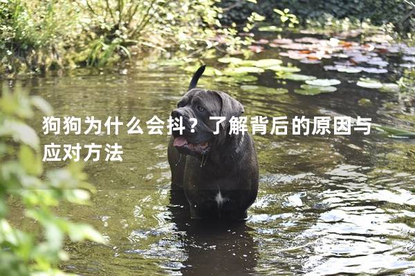 狗狗為什么會抖？了解背后的原因與應對方法