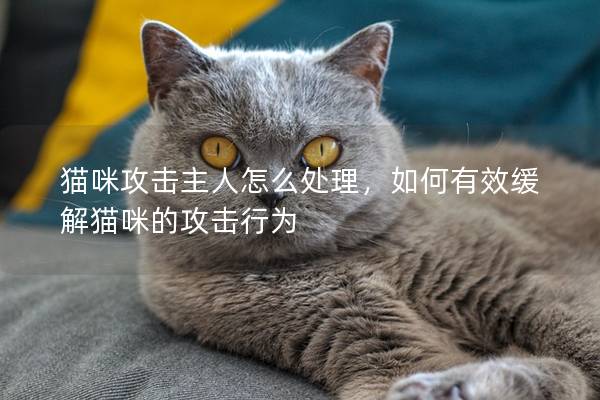 貓咪攻擊主人怎么處理，如何有效緩解貓咪的攻擊行為