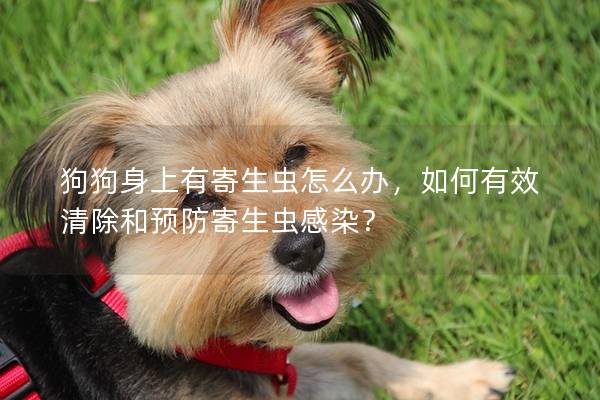 狗狗身上有寄生蟲怎么辦，如何有效清除和預防寄生蟲感染？