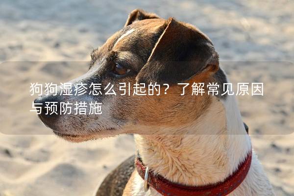 狗狗濕疹怎么引起的？了解常見(jiàn)原因與預(yù)防措施