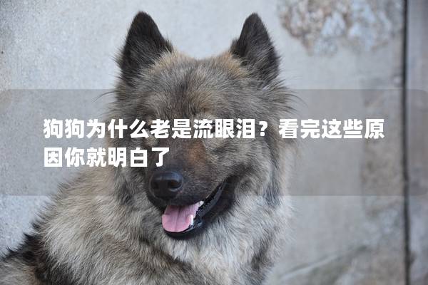 狗狗為什么老是流眼淚？看完這些原因你就明白了