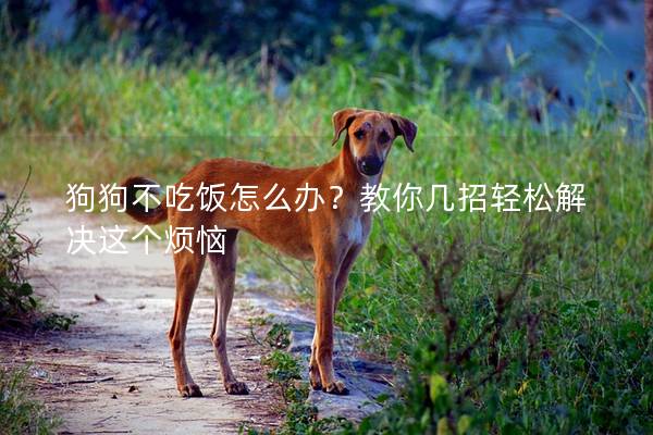 狗狗不吃飯怎么辦？教你幾招輕松解決這個煩惱