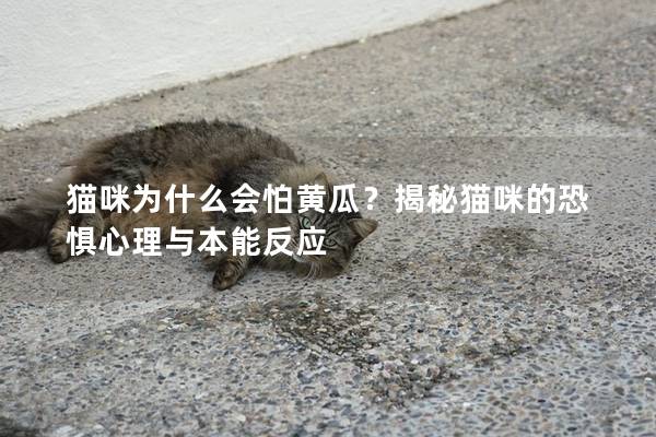 貓咪為什么會怕黃瓜？揭秘貓咪的恐懼心理與本能反應