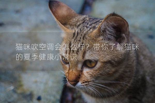 貓咪吹空調會怎么樣？帶你了解貓咪的夏季健康小常識