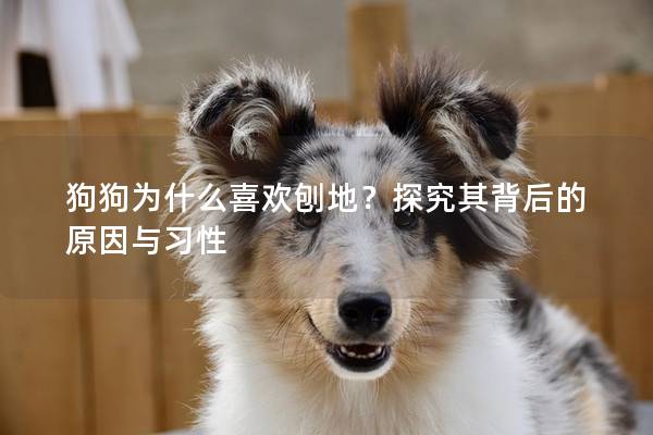 狗狗為什么喜歡刨地？探究其背后的原因與習(xí)性