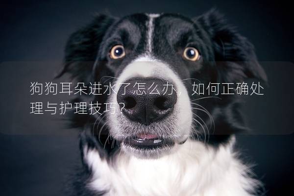 狗狗耳朵進(jìn)水了怎么辦，如何正確處理與護(hù)理技巧？