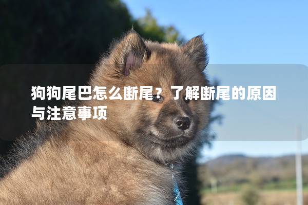狗狗尾巴怎么斷尾？了解斷尾的原因與注意事項